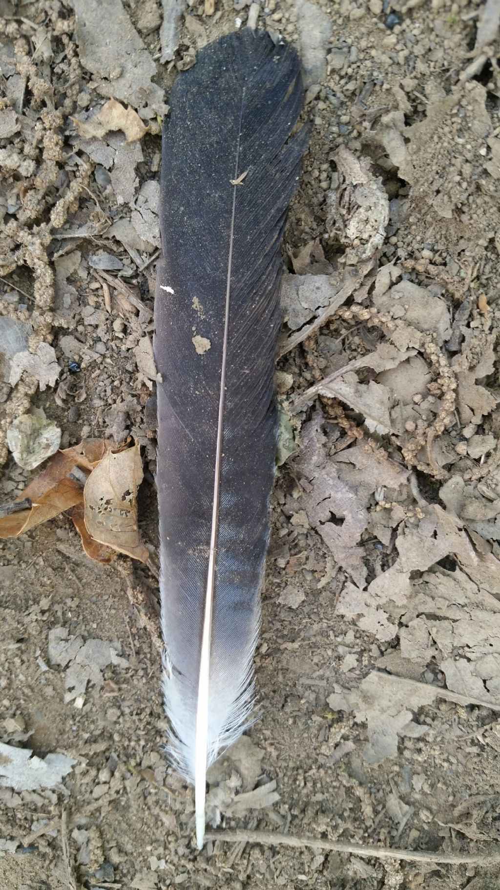 Penna di chi?...di Ghiandaia